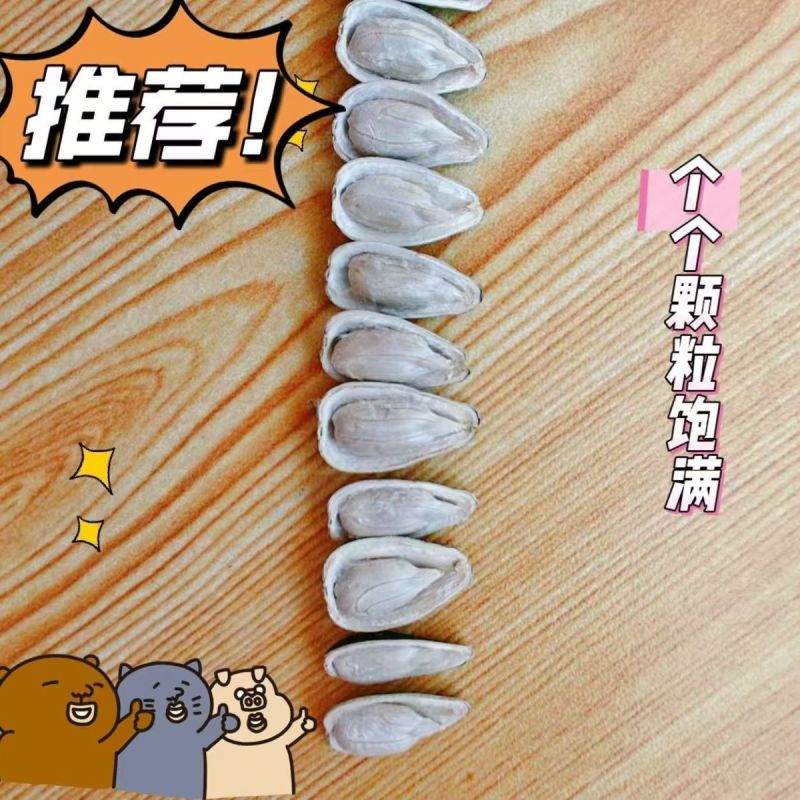新货批发油葵562小油葵散装油葵生瓜子零食瓜子批发