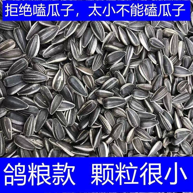 新货批发油葵562小油葵散装油葵生瓜子零食瓜子批发