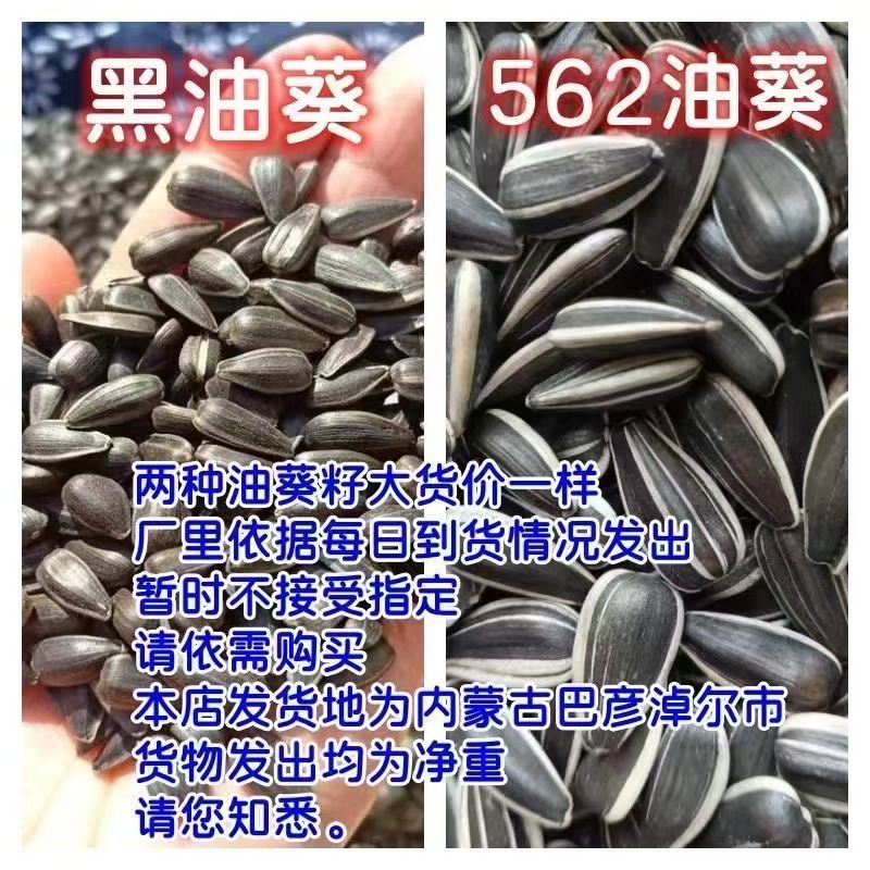 新货批发油葵562小油葵散装油葵生瓜子零食瓜子批发