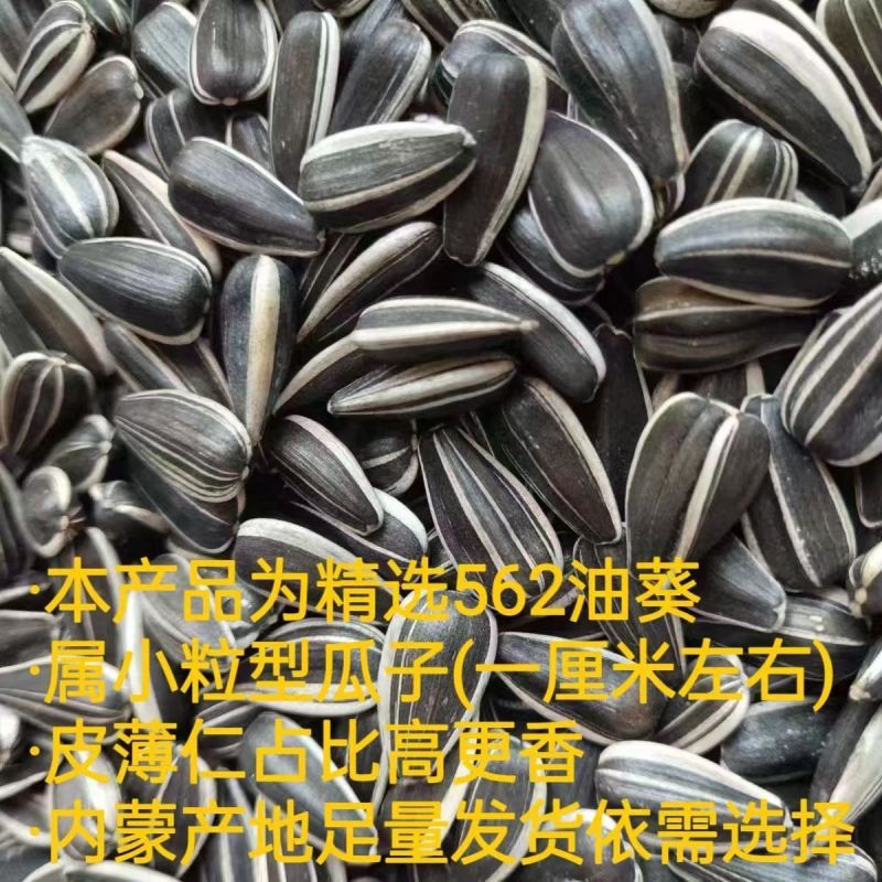 新货批发油葵562小油葵散装油葵生瓜子零食瓜子批发