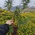 木春菊