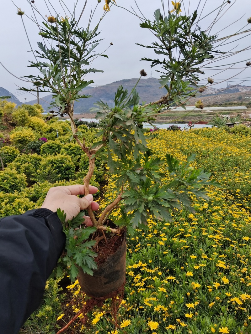 木春菊