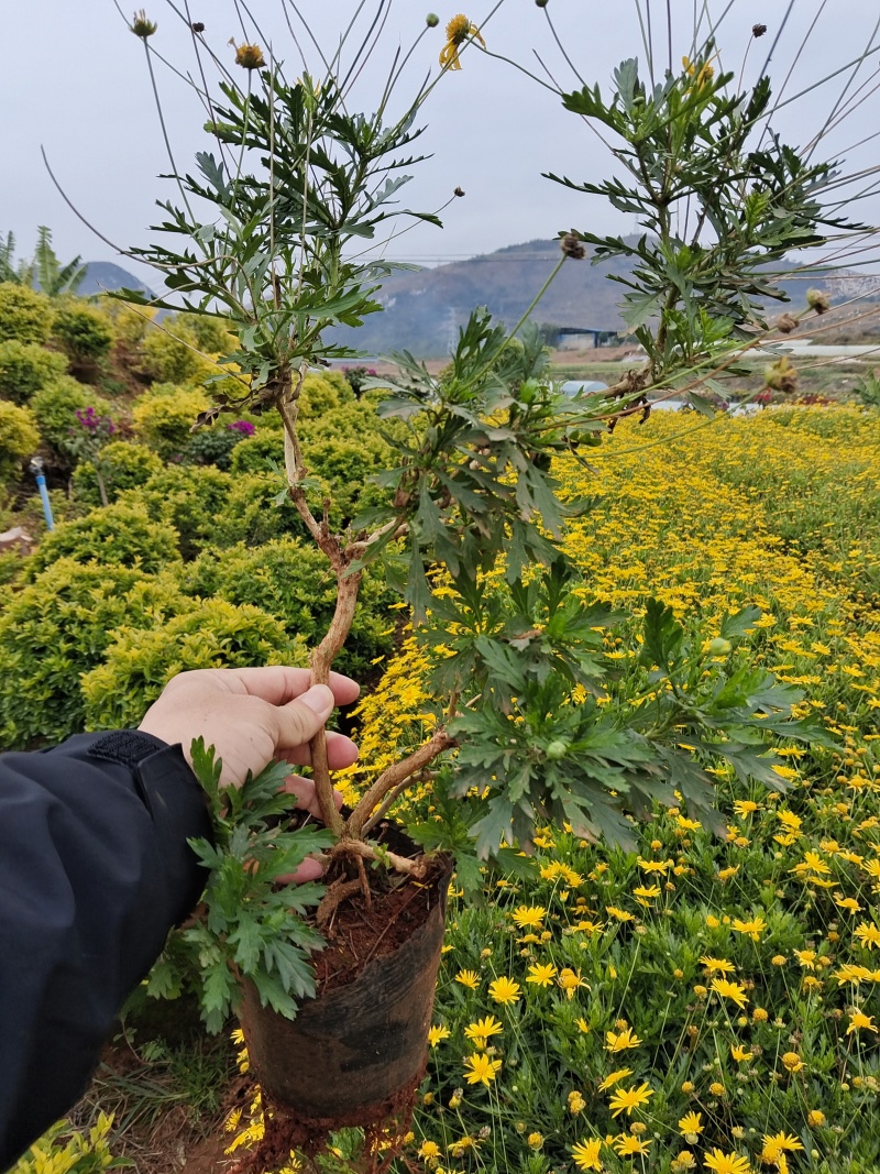 木春菊