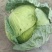 豪帝厚叶大个头