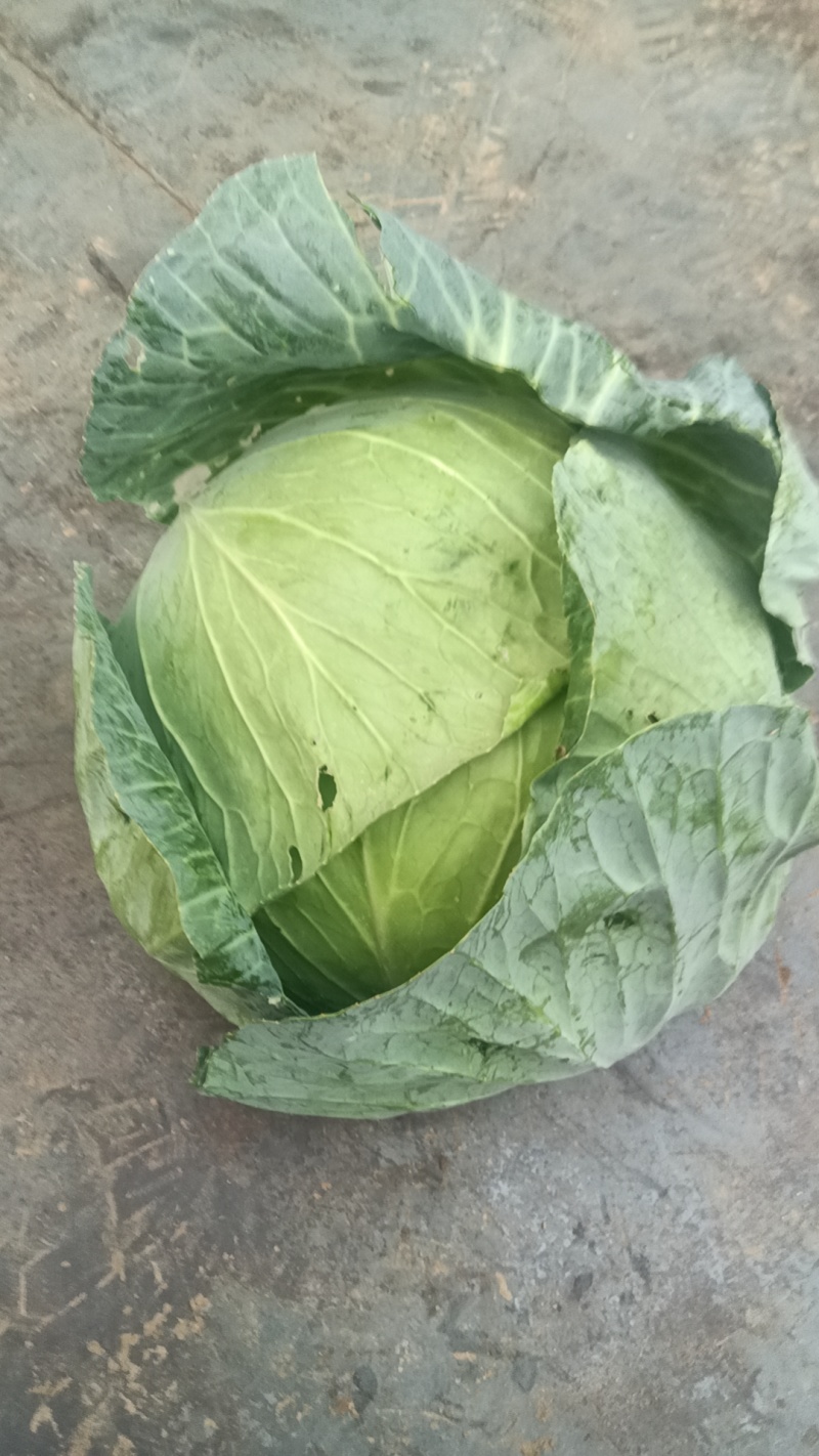 豪帝厚叶大个头