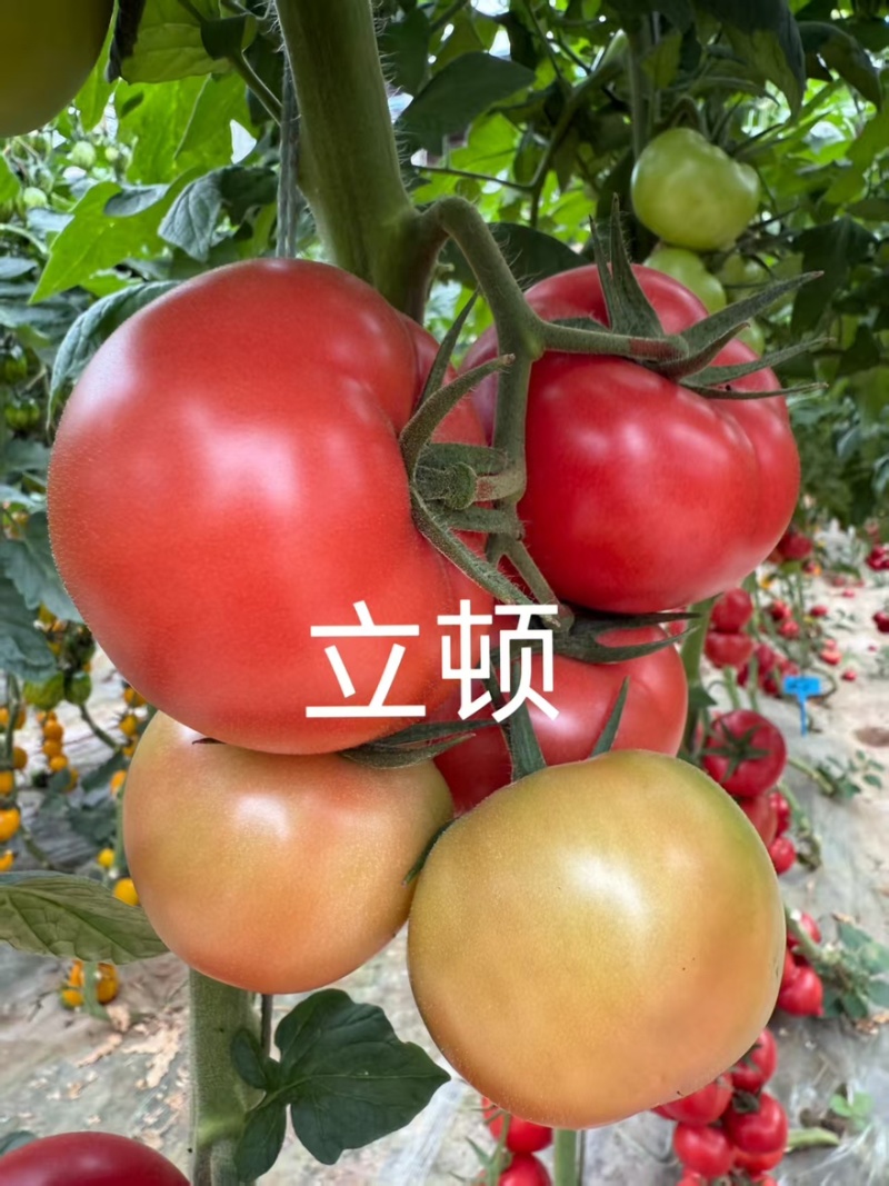 越冬抗病毒耐裂大果亮粉番茄苗大粉硬粉西红柿苗寿光苗场