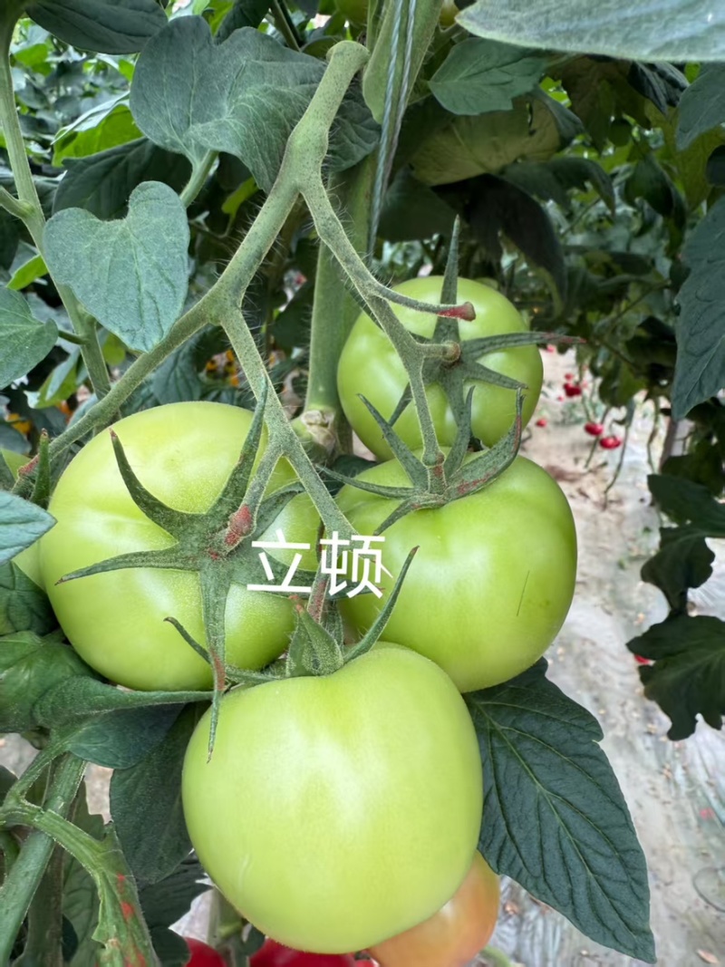 越冬抗病毒耐裂大果亮粉番茄苗大粉硬粉西红柿苗寿光苗场