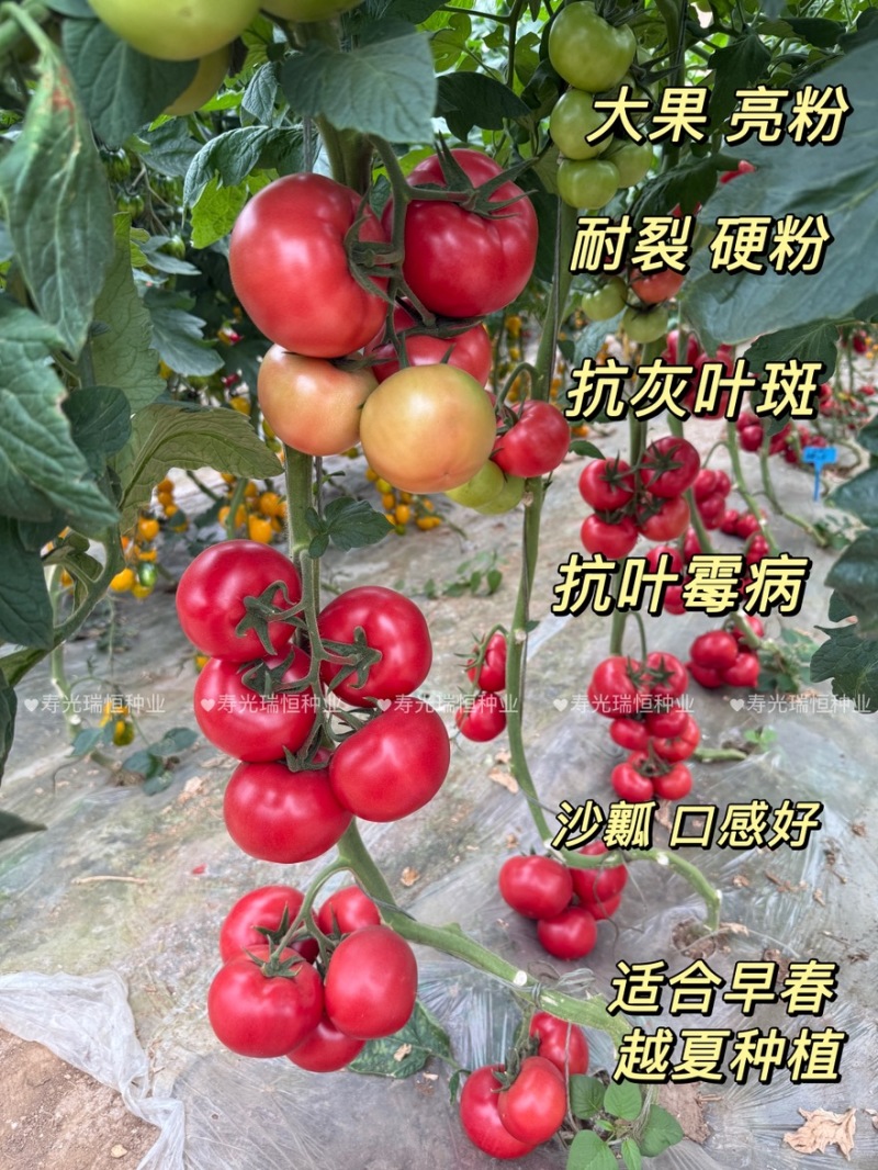 越冬抗病毒耐裂大果亮粉番茄苗大粉硬粉西红柿苗寿光苗场
