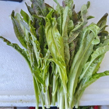 莴笋尖，高原莴笋尖，细杆，非莴笋头