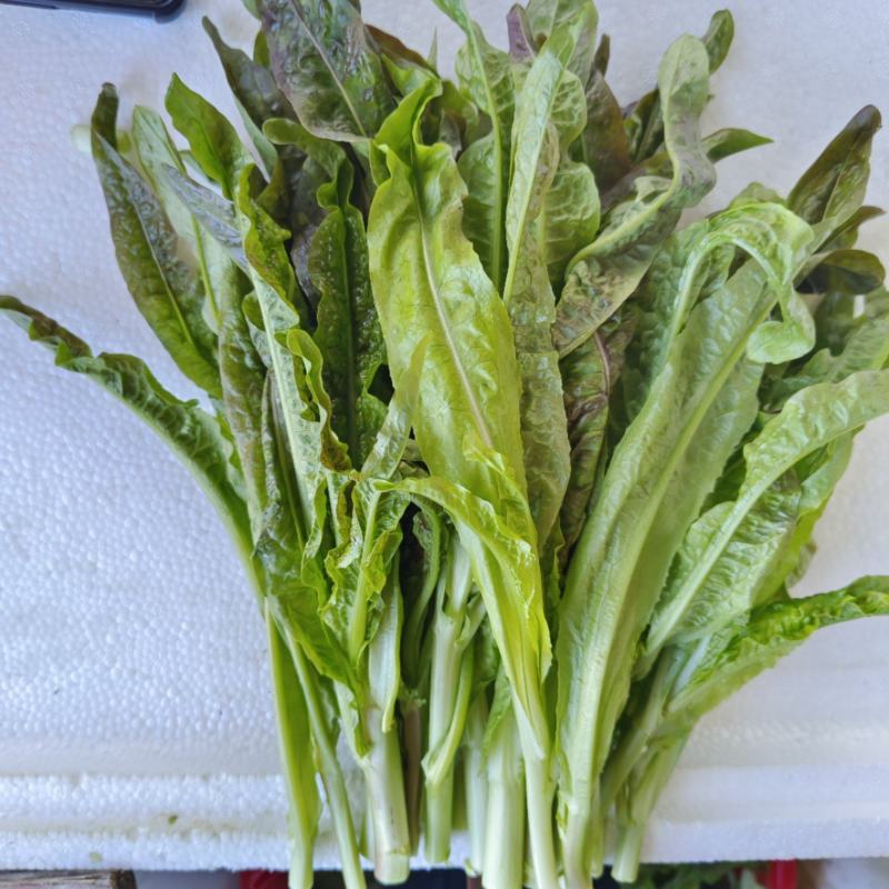 莴笋尖，高原莴笋尖，细杆，非莴笋头