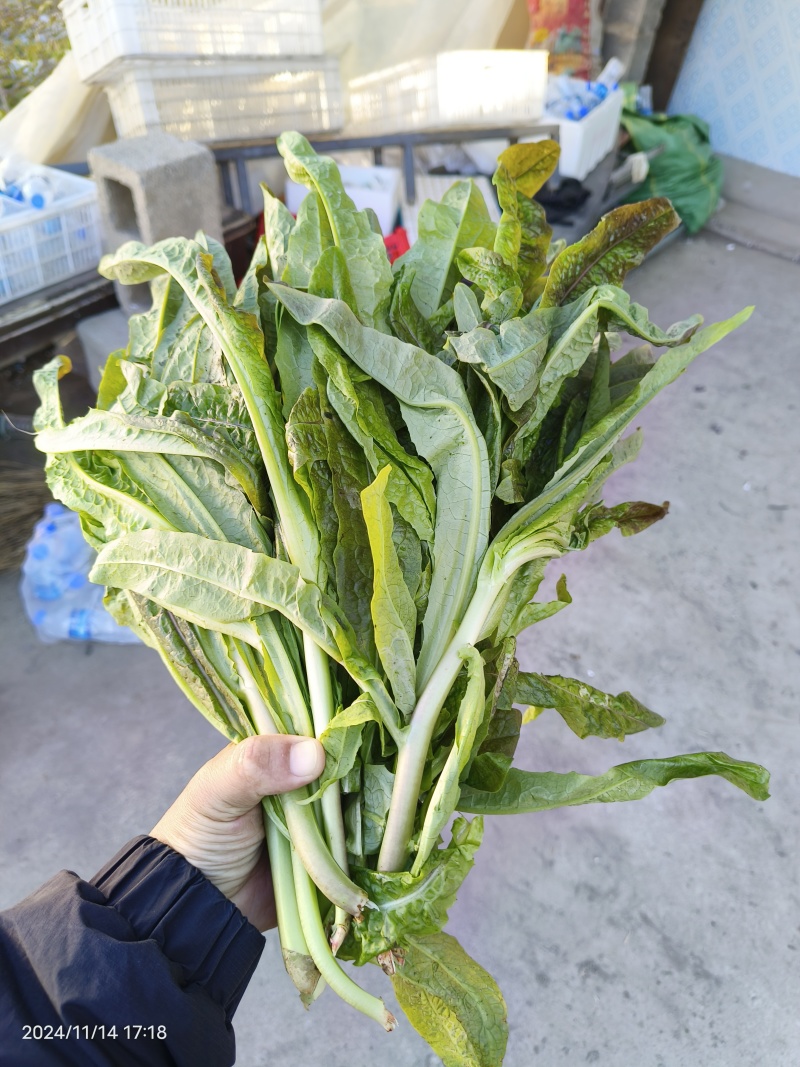 莴笋尖，高原莴笋尖，细杆，非莴笋头