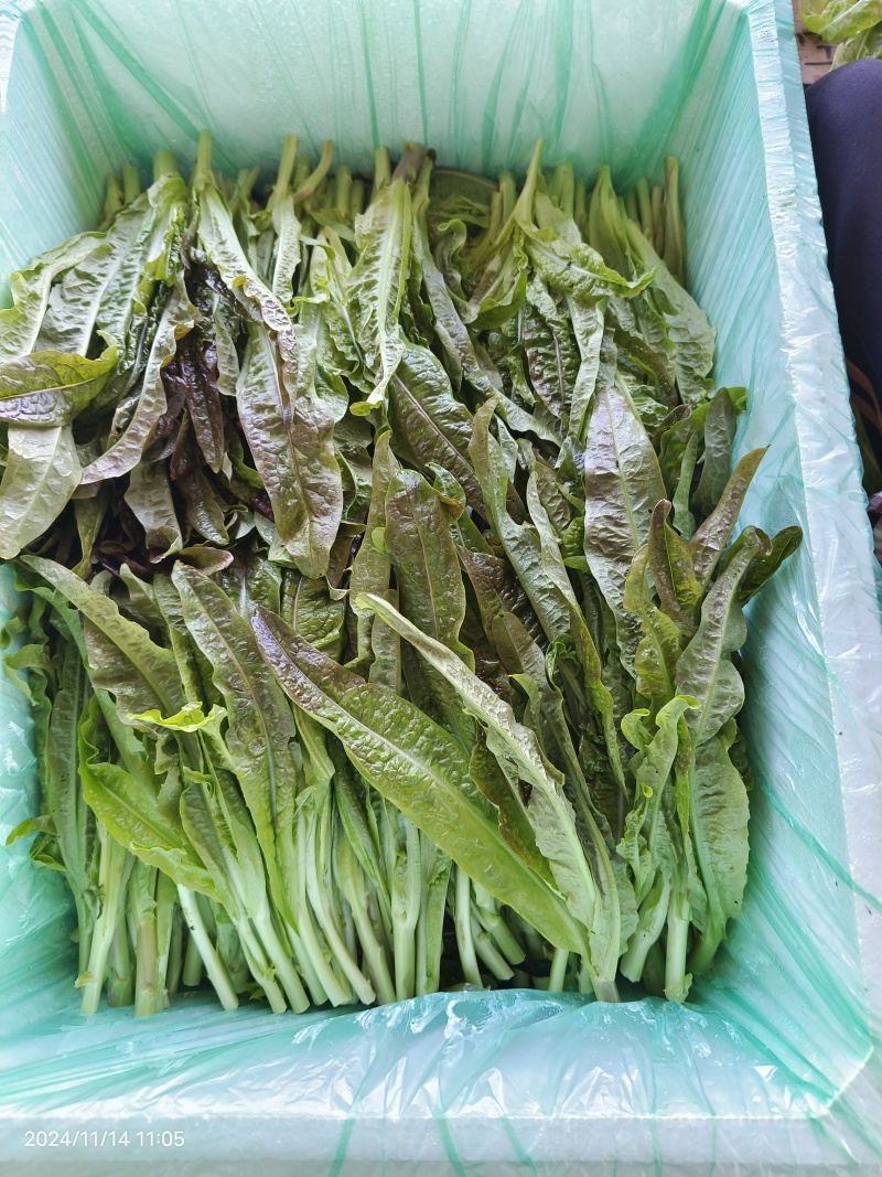莴笋尖，高原莴笋尖，细杆，非莴笋头