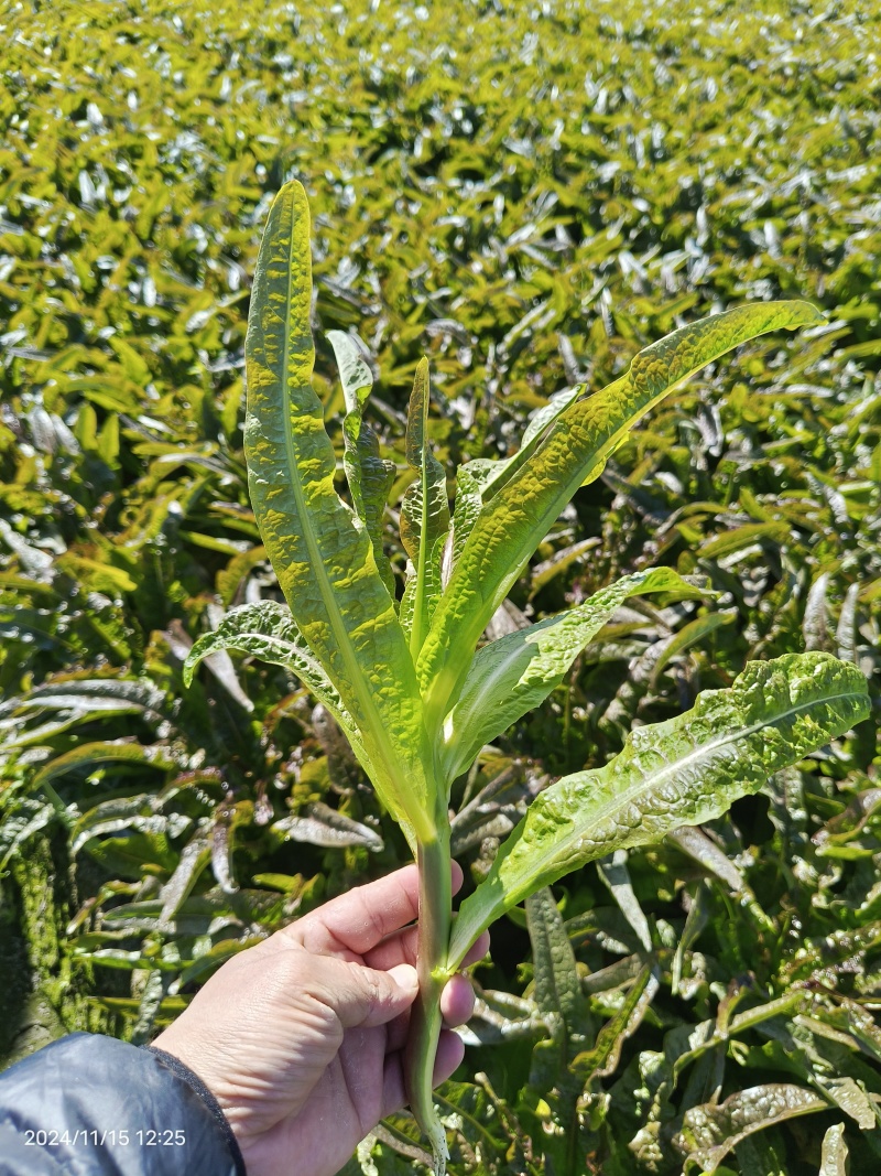 莴笋尖，高原莴笋尖，细杆，非莴笋头