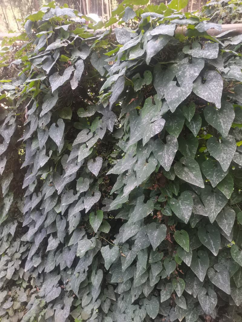 朱砂莲