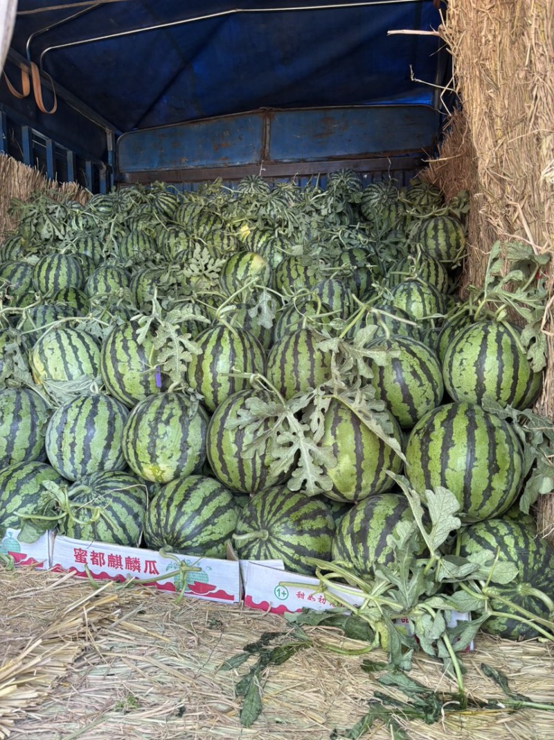 精品无籽大棚美都，产地直发货源充足，保质保量