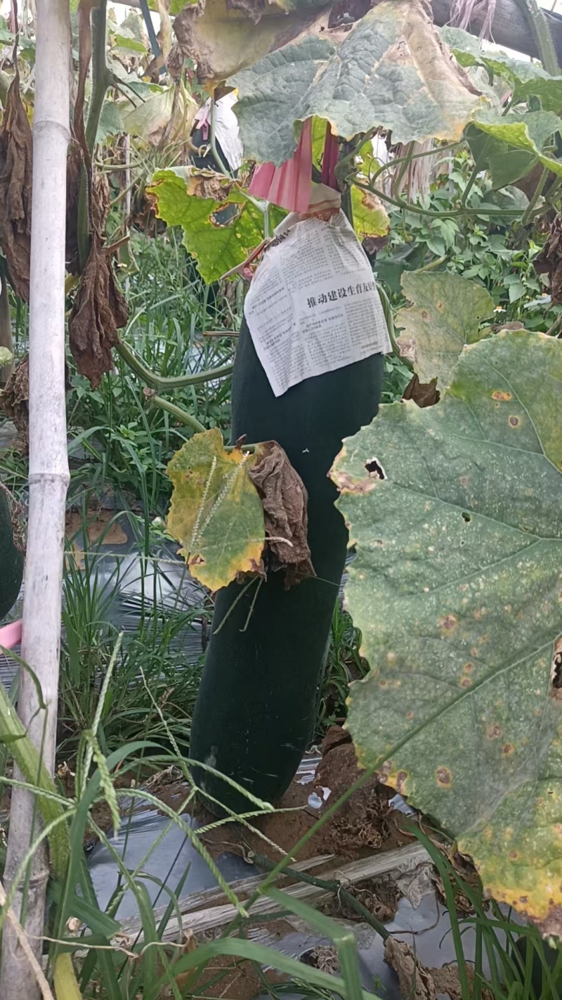 【优质推荐】冬瓜吊冬瓜大量上市产地直发保质保量欢迎咨询