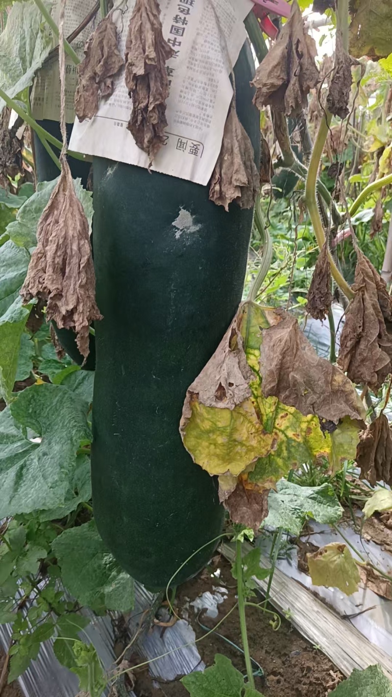 【优质推荐】冬瓜吊冬瓜大量上市产地直发保质保量欢迎咨询