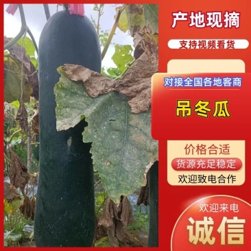 【优质推荐】冬瓜吊冬瓜产地直发量大从优可视频看货