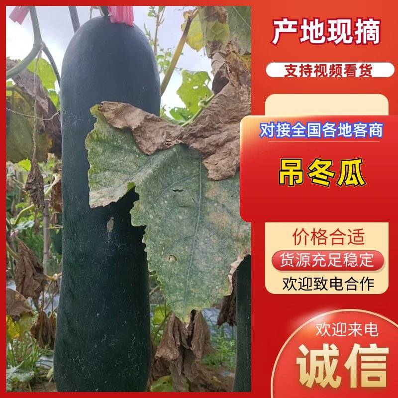 【优质推荐】冬瓜吊冬瓜产地直发量大从优可视频看货
