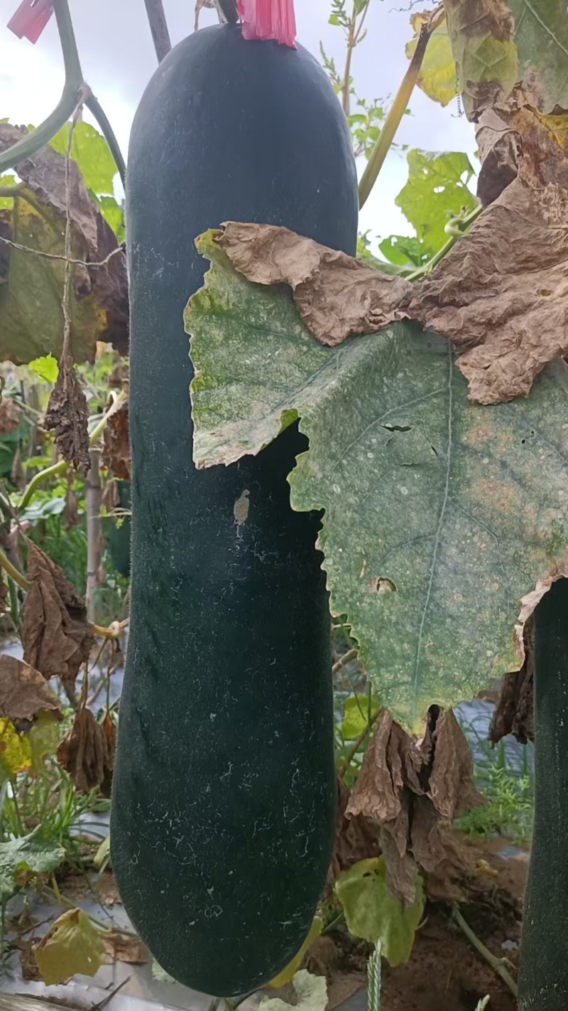 【优质推荐】冬瓜吊冬瓜产地直发量大从优可视频看货