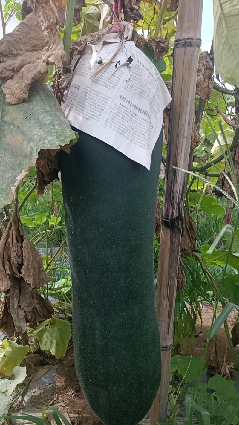 【优质推荐】冬瓜吊冬瓜产地直发量大从优可视频看货