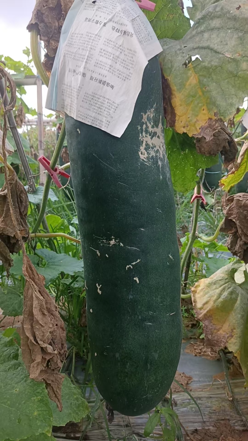【优质推荐】冬瓜吊冬瓜产地直发量大从优可视频看货