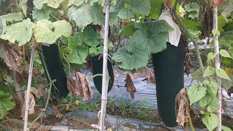 【优质推荐】冬瓜吊冬瓜产地直发量大从优可视频看货