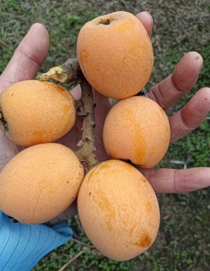 枇杷