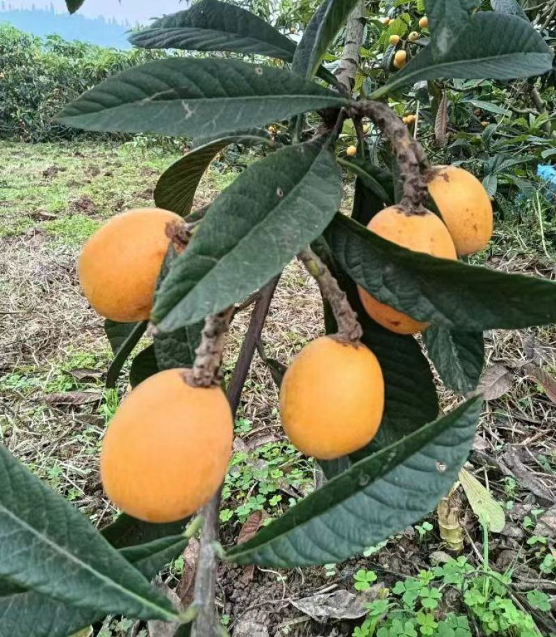 枇杷