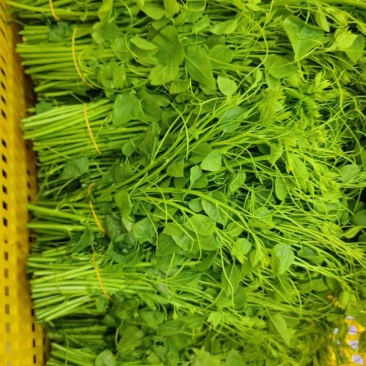 新品（辣木芽）姑娘菜大量供应！