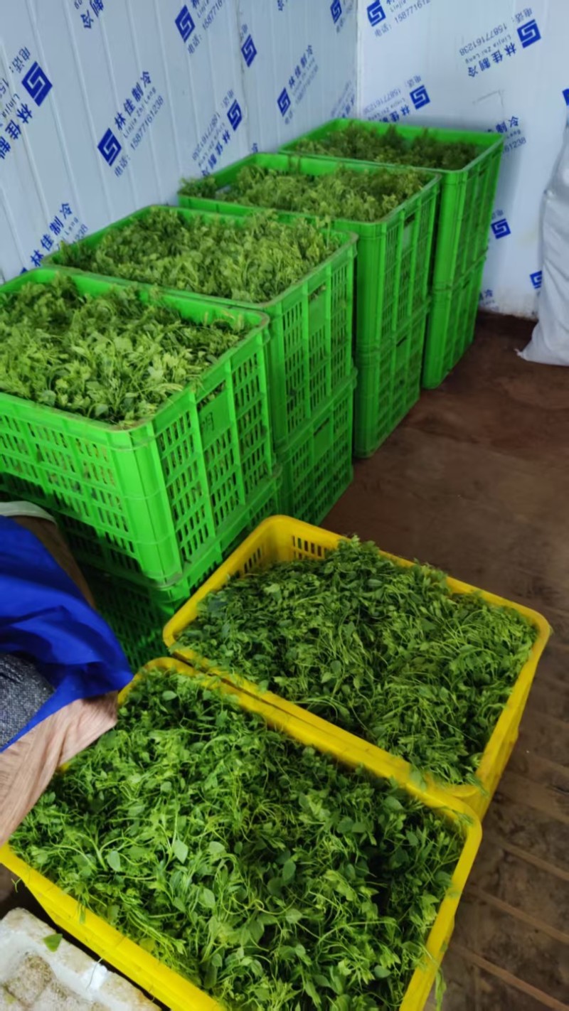 新品（辣木芽）姑娘菜大量供应！
