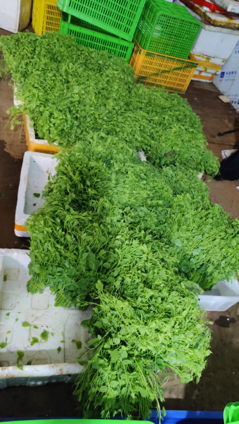 新品（辣木芽）姑娘菜大量供应！