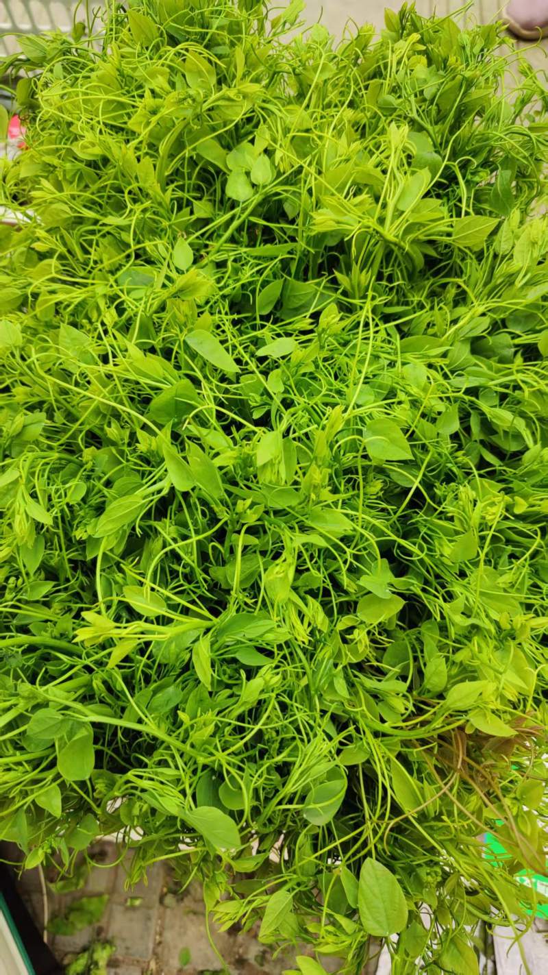 新品（辣木芽）姑娘菜大量供应！