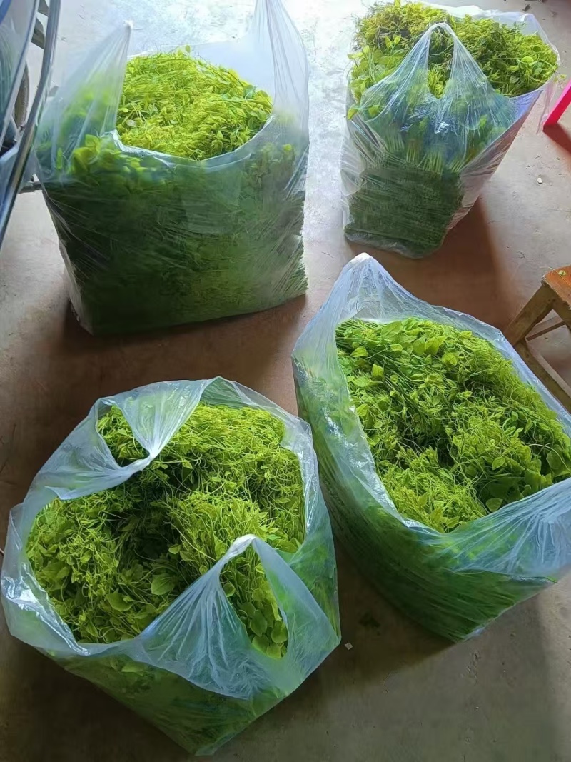 新品（辣木芽）姑娘菜大量供应！