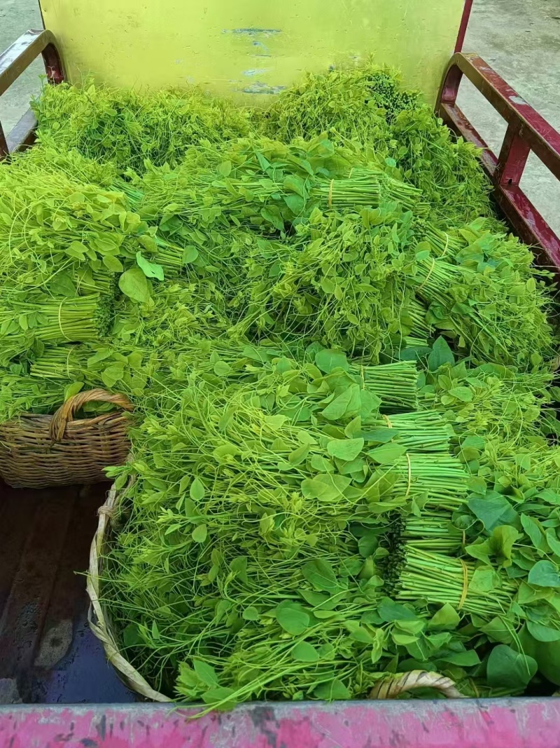 新品（辣木芽）姑娘菜大量供应！