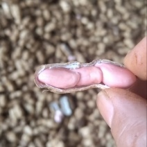 【鲜花生】红米花生产地直供商超电商市场等品种保证