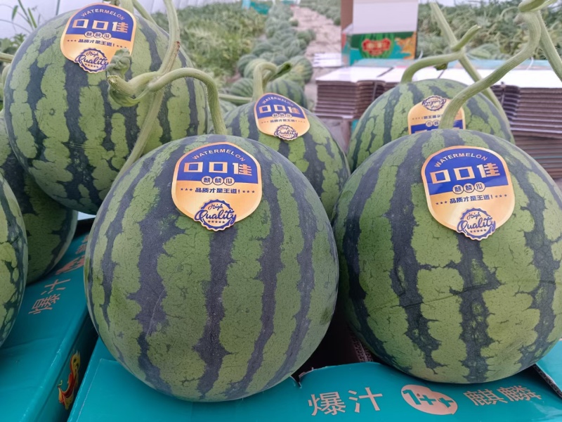 精品无籽麒麟瓜产地一手货源，台农种植，糖度13加，