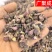甘肃陇西款冬花新货干货冬花统货选货纯花头药典标准