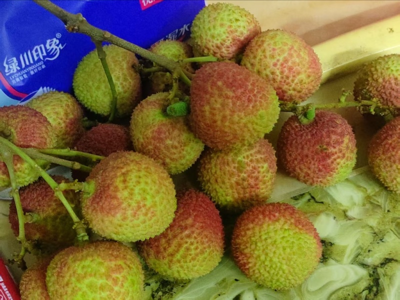 电白妃子白糖婴