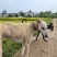 猎兔犬