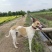 猎兔犬