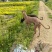 猎兔犬
