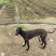 猎兔犬