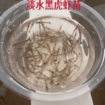 （新品种）基地直供斑节虾苗提供养殖技术支持