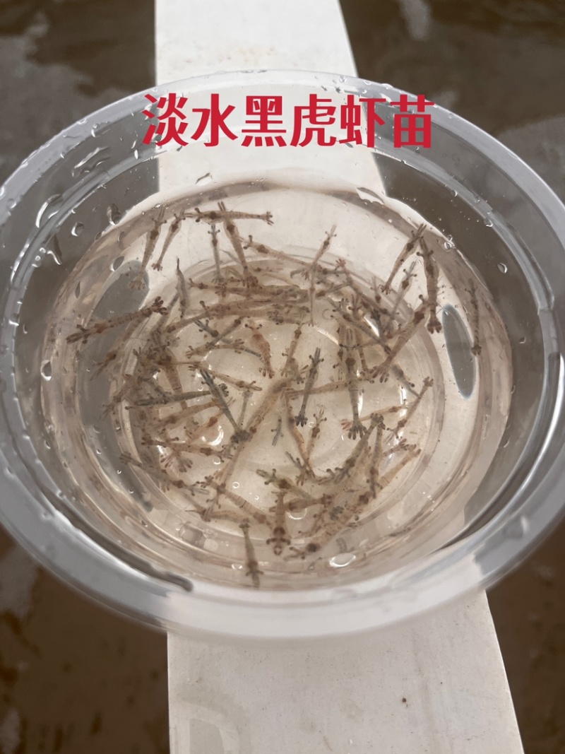 （新品种）基地直供斑节虾苗提供养殖技术支持