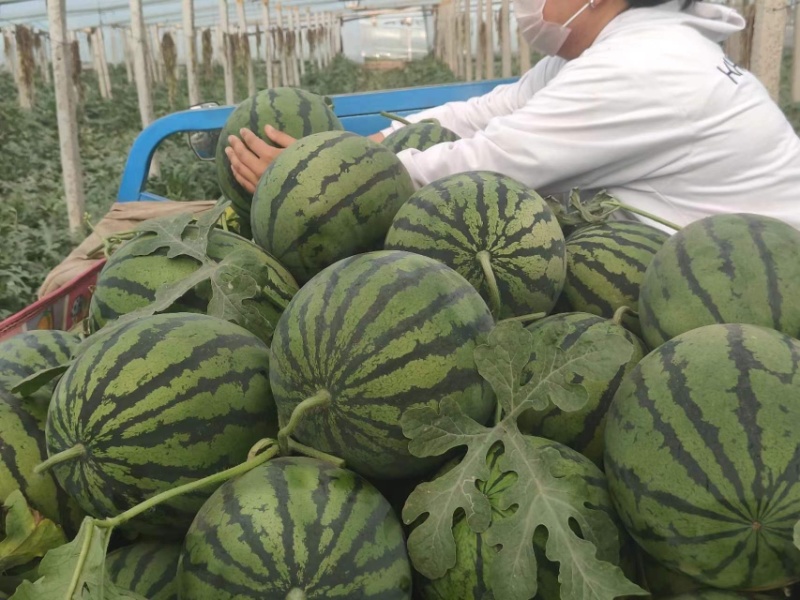 陕西甜王西瓜，清甜可口，产地直发量大从优