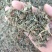 车前草小刀口花茶电商**