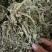 车前草小刀口花茶电商**