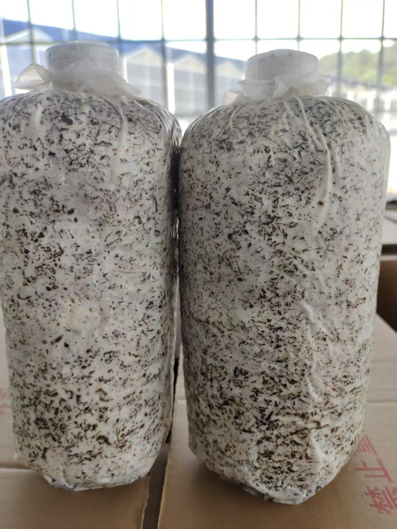 天麻萌发菌蜜环菌预定及代工