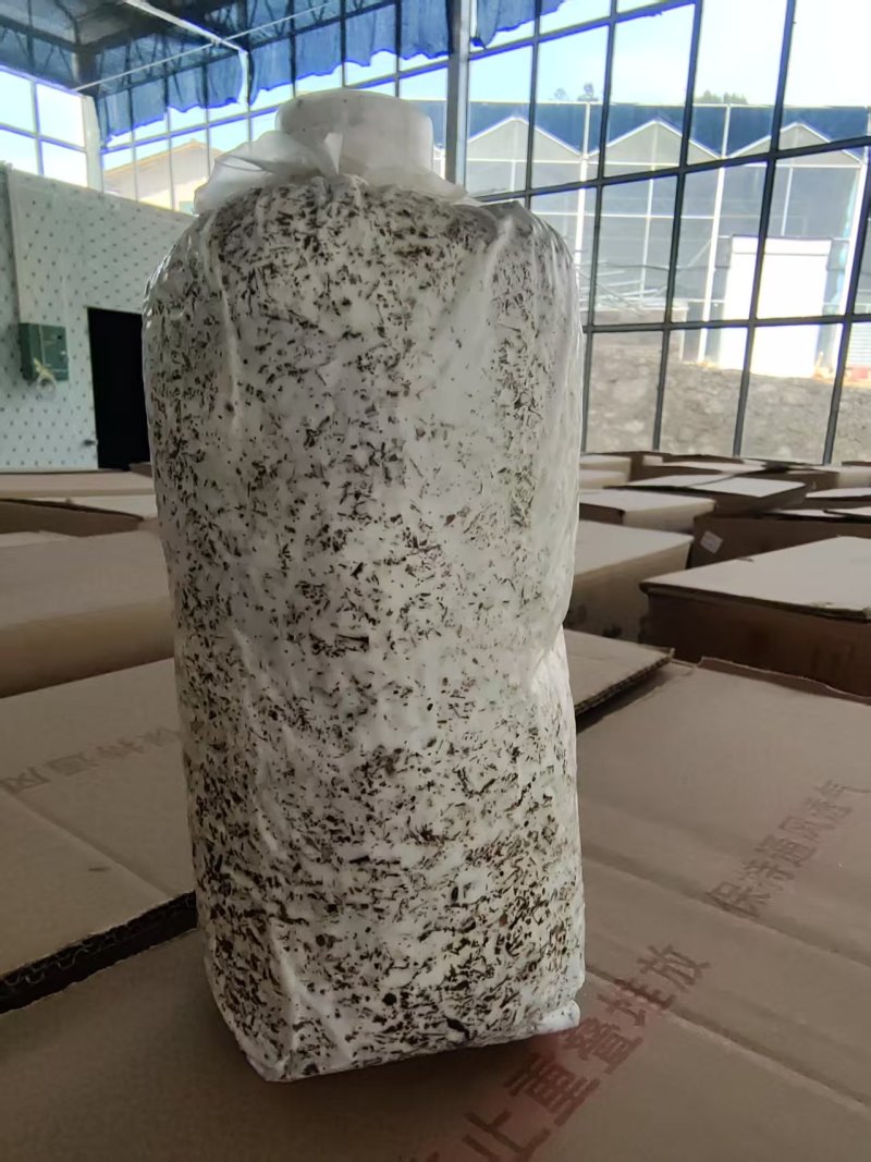 天麻萌发菌蜜环菌预定及代工